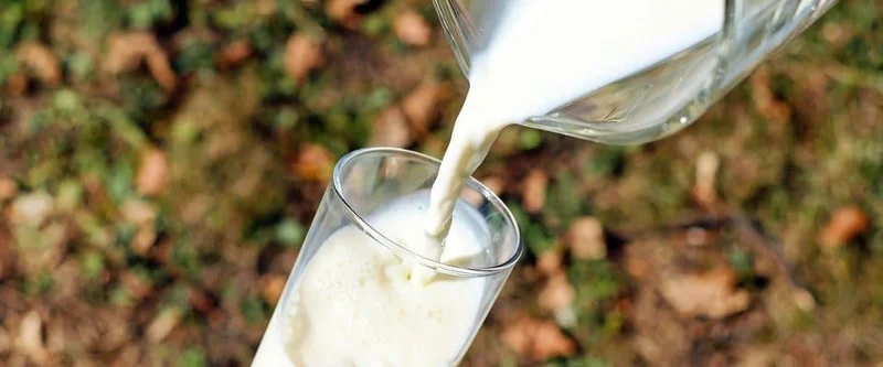 Kaip kūdikiui duoti gerti karvės pieno?