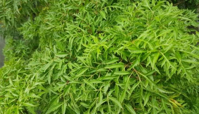Bloķēti piena vadi: cēloņi, simptomi un ārstēšana
