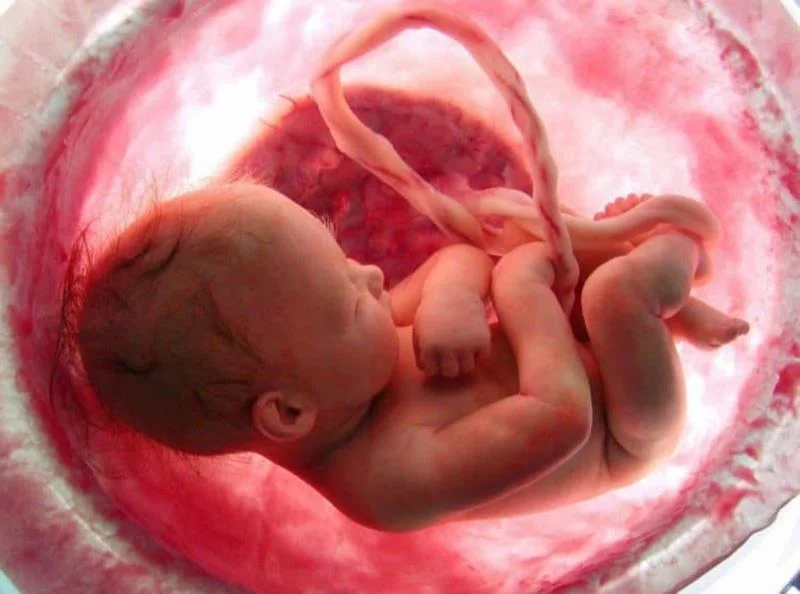 Hva er navlestrengen?  Hvorfor vikler navlestrengen seg rundt babyens hals?